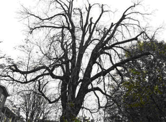 arbol de Anna Frank